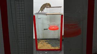 The Easiest Idea To Make Your Own Mouse Trap Using A Plastic Box #Rat #Rattrap #Mousetrap #Shorts