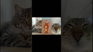 Look What Jerry Choose.