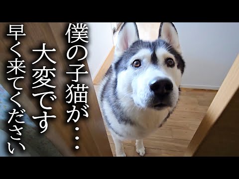 ハスキー犬がクンクン騒いでるのでついて行ったら子猫が...