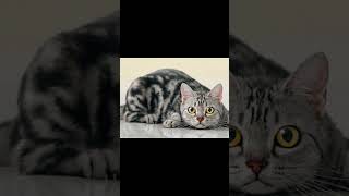 American Shorthair Cat Breed 8