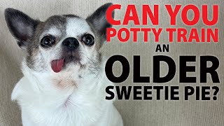 CAN YOU POTTY TRAIN AN OLDER SWEETIE PIE? | Sweetie Pie Pets by Kelly Swift by Sweetie Pie Pets 518 views 3 months ago 2 minutes, 4 seconds