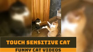 Touch Sensitive Cat Funny video - cats and kittens #SHORTS by Cat Of The Day 31 views 3 years ago 22 seconds