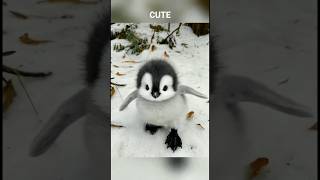 A Cute And Little Penguin