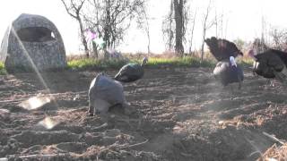 Adult Tom attacks Turkey Gobbler Primos Decoy HD