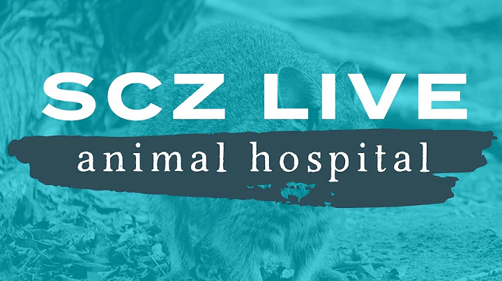 SCZ LIVE | Visiting the Oliver Animal Hospital
