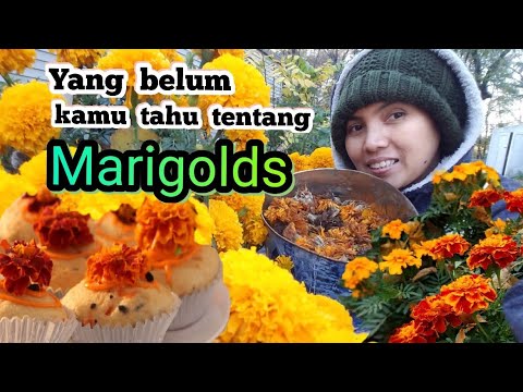 Video: Rakan Tanaman Marigold - Ketahui Mengenai Penanaman Rakan Marigold