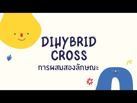 วีดีโอ: จีโนไทป์ของ Dihybrid cross คืออะไร?