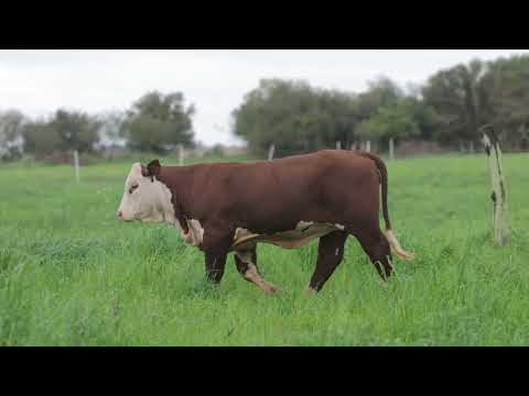 LOTE 01D - FIV214 - CEREJA