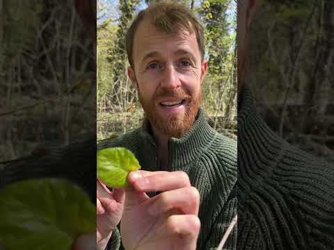 Vidéo: Que font les feuilles au printemps ?