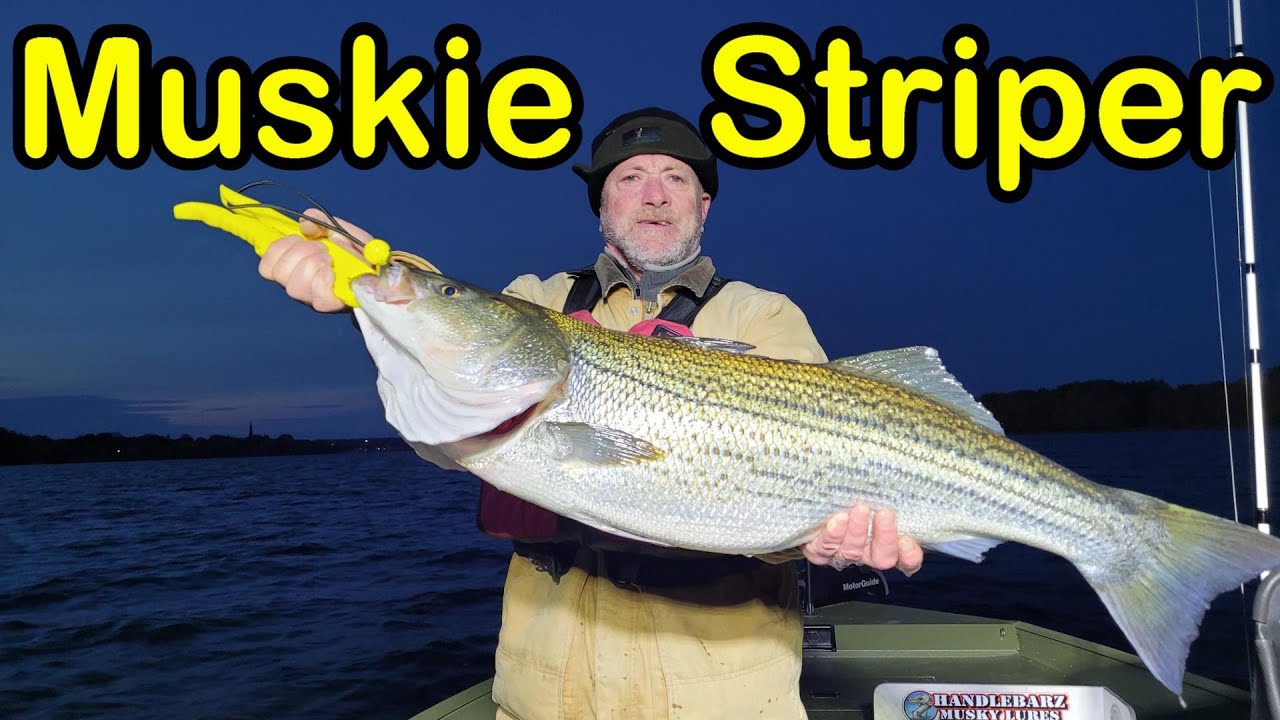 Striped Bass & Muskie Fishing Saint John River New Brunswick