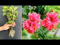Ideas for propagating hibiscus flower without soil the ending was very surprising
