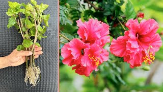 Ideas for propagating Hibiscus Flower without soil. The ending was very surprising