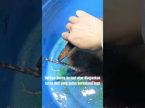 Video: Monkfish: penerangan, habitat dan fakta menarik