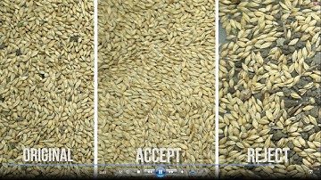 Сolor sorting of barley on SmartSort B optical sorter