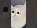 izin ya kak