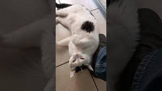 el #gato pernanca llega a la #oficina a visitarme y a jugar conmigo #shorts #michi #peludo #amigo