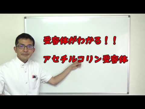 かんたん薬理学【アセチルコリン受容体】