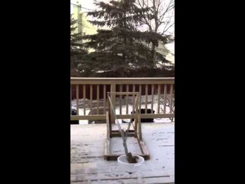 squirrel catapult squirrel catapult