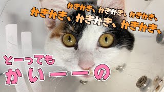 可愛くて爆笑www【痒いところに手が届かない猫】手術後カラーの上から掻き続けても、なぜか痒いところに手が届かない猫さま！