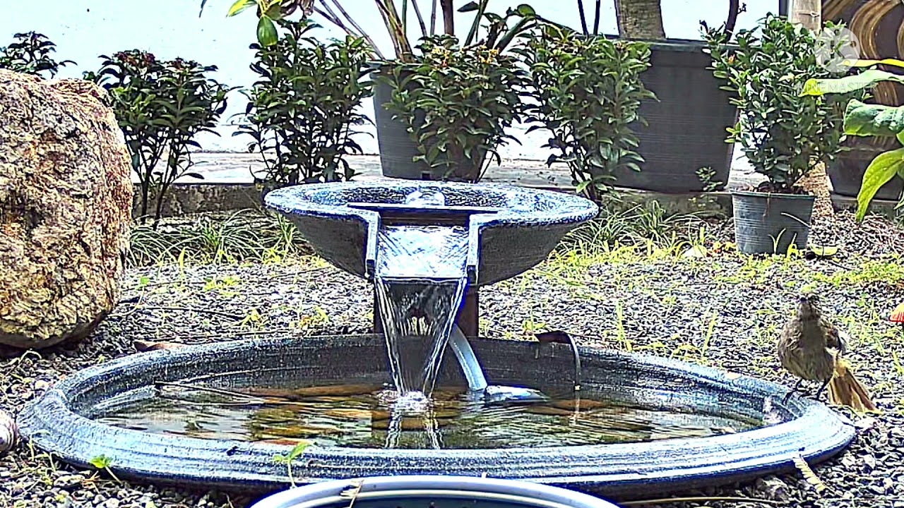 Bird bath Part 10 YouTube