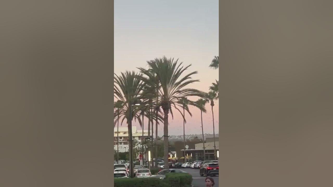 Tsunami california youtube