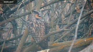 Long Eared Owl | Highlights 2023