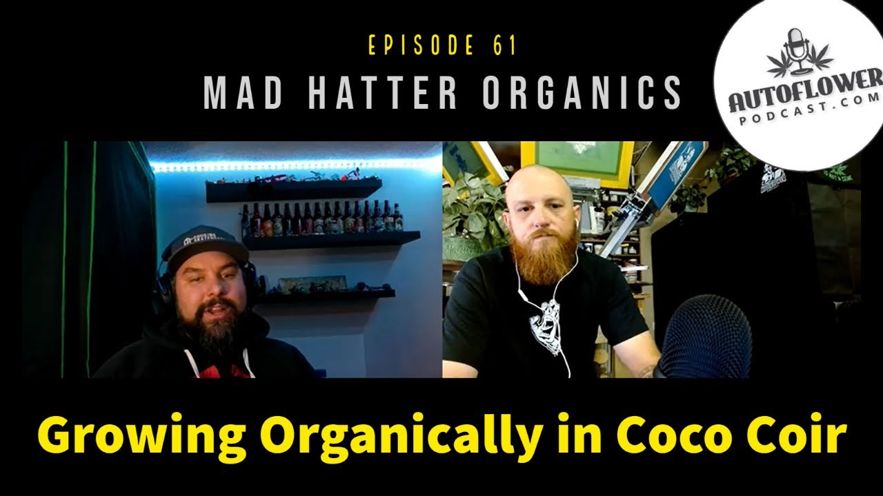 Ep61: Growing Cannabis Organically in Coco Coir with Mad Hatter Organics