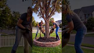 Charming Tree Ring Garden Glow 🌳✨#frontyardgarden #treegarden #landscapedesign #gardenlighting ygYP