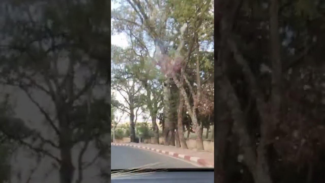 Taghbalout en printemps #Elksiba sprigfeld  جوهرة الأطلس في #الربيع