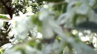SFA Ruby M. Mize Azalia Garden 13