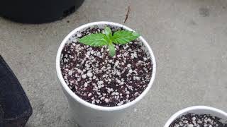 3 seeds and 1 clone