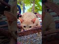 Garfield 😽😼😻 #everyone #likeandsubscribe #animals #catshorts #catlovers