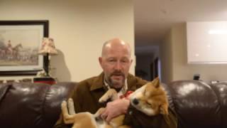 Becoming a Shiba Inu Dog Whisperer  CORRECTING The Typical Shiba Inu Faults. Here Is How 2017