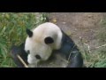 Панда кушает