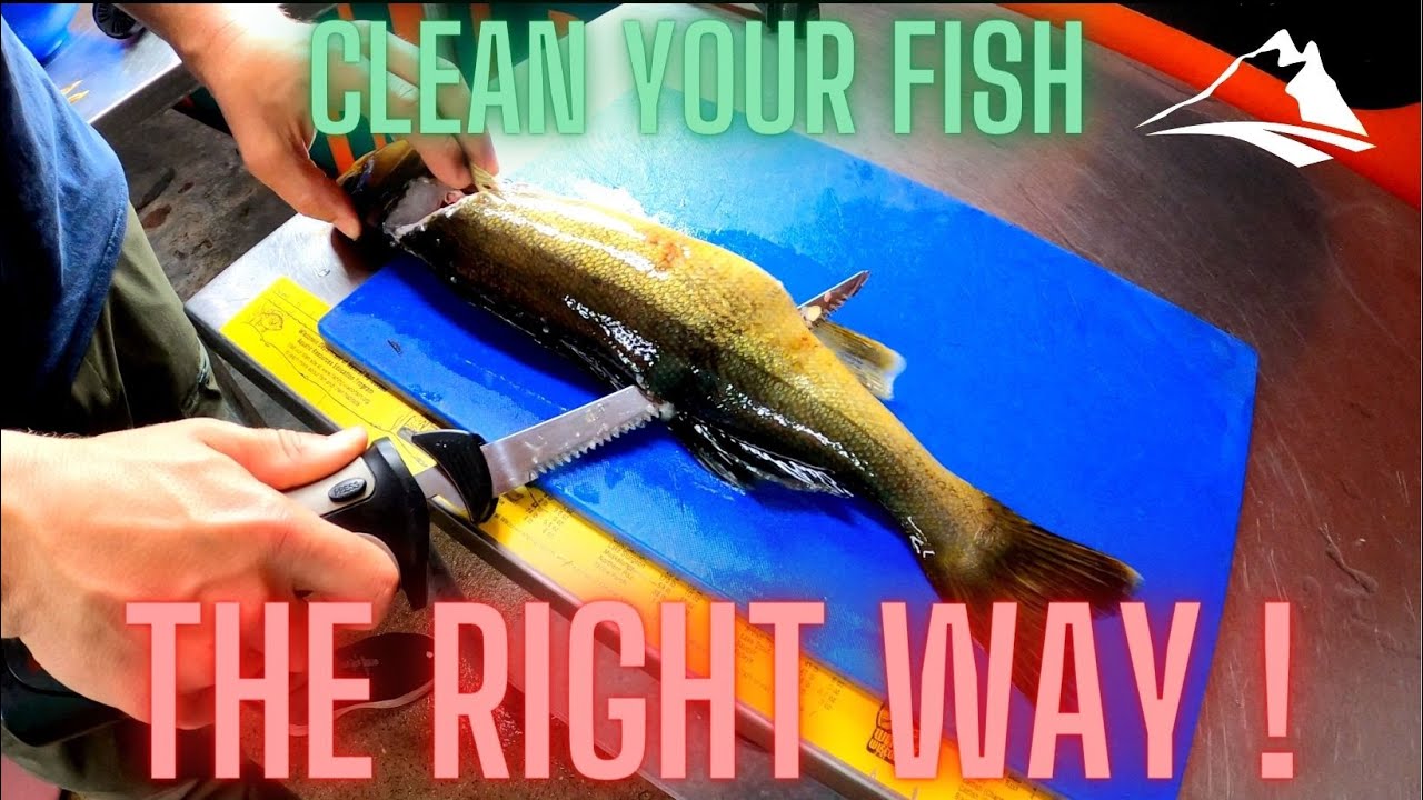 The Best Way to Fillet a Walleye Electric Fillet Knife YouTube