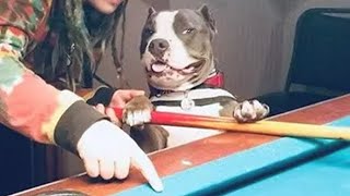 When Your Dog is the Key to Your Success🤣 Funny Dog and Human