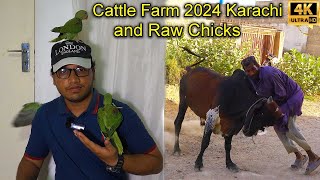 Collection Of Cattle Farm Karachi 2024 | Raw Parrots Chicks | گائے کے جذباتی مناظرآپ کو نظر آئیں گے