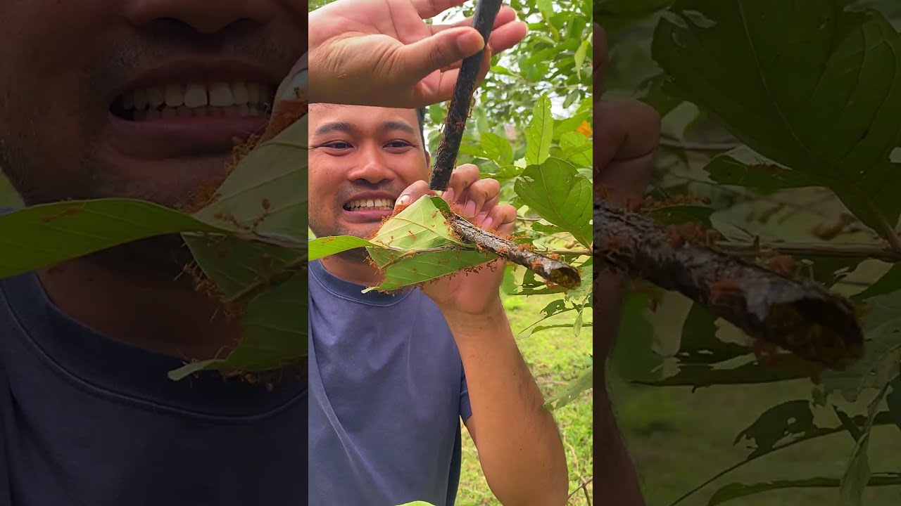 Red Ants Nest Vs Seaweed Nature