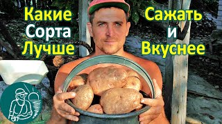 Какие сорта картофеля лучше купить на посадку или для еды 🥔 Выращивание картофеля 🌿 Опыт Гордеевых