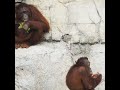 Dont mess with mother orangutan