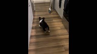 Precious Dog Protects Human Mom from Broom "Intruder"