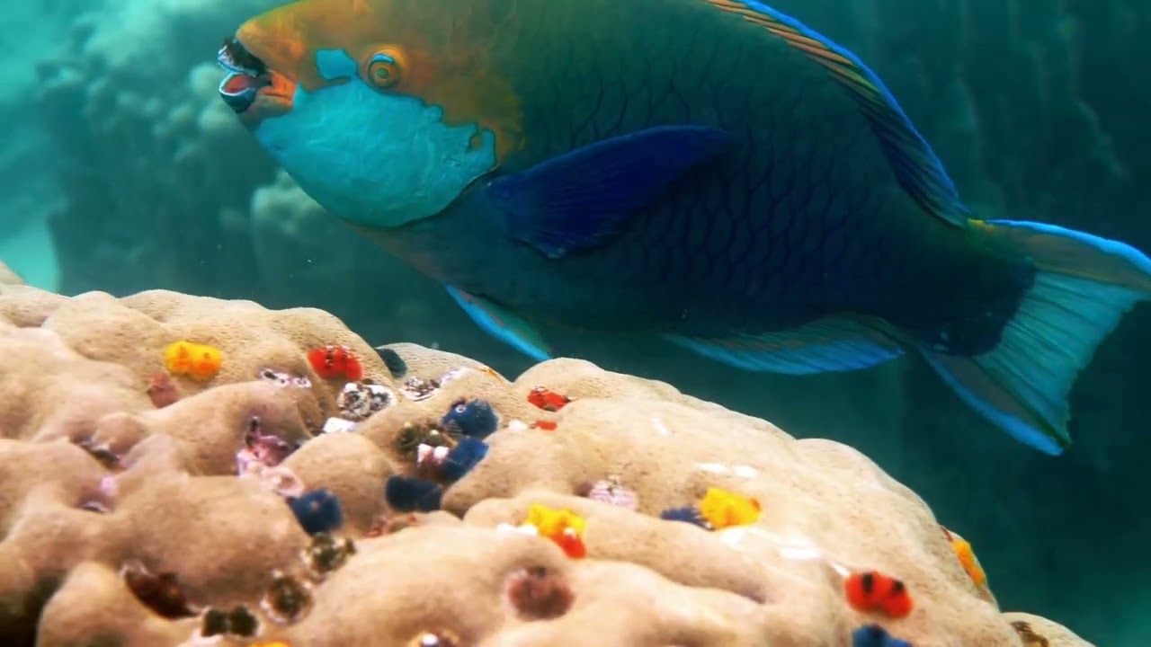 VIDEO: Parrotfish Builds Mucus Cocoon for Protection During Sleep | Oceana