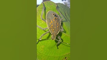 Yellow Spotted Stink Bug #phonk #music #beats #remix #dnb #trending #nature #natureinsects