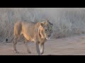 Two lions fighting for a lioness after killing a baby elephant