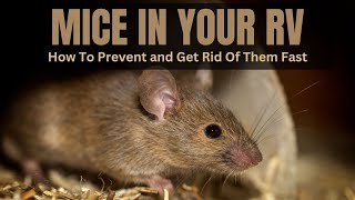 How To Prevent And Get Rid Of Mice In Your RV by RV Inspection And Care 10,359 views 6 months ago 14 minutes