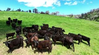 Pinabar, Ranch Road, Tintaldra