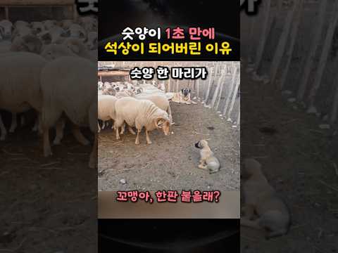 숫양이 1초 만에 석상이 되어버린 이유