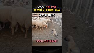 팽투로그 대표 영상 썸네일