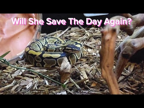 Frenzy Ball Python