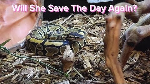 "Ball Python Abigail